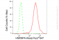 KD-Validated Anti-HNRNPK Rabbit Monoclonal Antibody