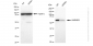 KD-Validated Anti-HNRNPK Rabbit Monoclonal Antibody