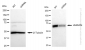 KD-Validated Anti-HNRNPM Rabbit Monoclonal Antibody