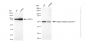 KD-Validated Anti-Katanin catalytic subunit A1 Rabbit Monoclonal Antibody