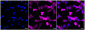 KD-Validated Anti-Galectin 3 Rabbit Monoclonal Antibody