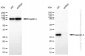 KD-Validated Anti-Galectin 3 Rabbit Monoclonal Antibody