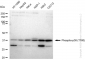 KD-Validated Anti-Phospho-p38 (T180) Rabbit Monoclonal Antibody