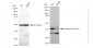 KD-Validated Anti-Phospho-p38 (T180) Rabbit Monoclonal Antibody