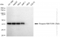 KD-Validated Anti-Phospho-PBK/TOPK (Thr9) Rabbit Monoclonal Antibody