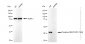 KD-Validated Anti-Phospho-PBK/TOPK (Thr9) Rabbit Monoclonal Antibody