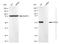 KD-Validated Anti-PFKFB3 Rabbit Monoclonal Antibody