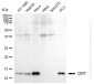 KD-Validated Anti-DDT Mouse Monoclonal Antibody