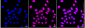 KD-Validated Anti-Replication protein A1 Rabbit Monoclonal Antibody
