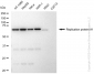 KD-Validated Anti-Replication protein A1 Rabbit Monoclonal Antibody