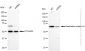 KD-Validated Anti-Replication protein A1 Rabbit Monoclonal Antibody