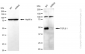 KD-Validated Anti-TGF beta 1 Rabbit Monoclonal Antibody