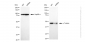 KD-Validated Anti-gamma Tubulin Rabbit Monoclonal Antibody