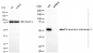 KD-Validated Anti-Thioredoxin reductase 2 Rabbit Monoclonal Antibody