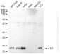KD-Validated Anti-DDT Mouse Monoclonal Antibody