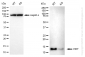 KD-Validated Anti-DDT Mouse Monoclonal Antibody