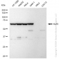 KD-Validated Anti-Ku70 Rabbit Monoclonal Antibody