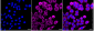 KD-Validated Anti-YES1 Rabbit Monoclonal Antibody