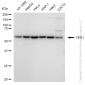 KD-Validated Anti-YES1 Rabbit Monoclonal Antibody