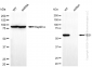 KD-Validated Anti-YES1 Rabbit Monoclonal Antibody