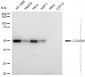 KD-Validated Anti-CCDC98 Rabbit Monoclonal Antibody