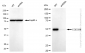 KD-Validated Anti-CCDC98 Rabbit Monoclonal Antibody