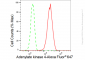 KD-Validated Anti-Adenylate kinase 4 Rabbit Monoclonal Antibody