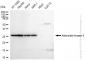 KD-Validated Anti-Adenylate kinase 4 Rabbit Monoclonal Antibody