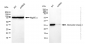 KD-Validated Anti-Adenylate kinase 4 Rabbit Monoclonal Antibody