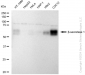 KD-Validated Anti-Beta-secretase 1 Rabbit Monoclonal Antibody