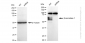 KD-Validated Anti-Beta-secretase 1 Rabbit Monoclonal Antibody
