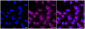 KD-Validated Anti-CD276 Rabbit Monoclonal Antibody