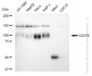 KD-Validated Anti-CD276 Rabbit Monoclonal Antibody