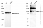KD-Validated Anti-CD276 Rabbit Monoclonal Antibody