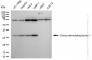 KD-Validated Anti-Colony Stimulating Factor 1 Rabbit Monoclonal Antibody