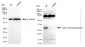 KD-Validated Anti-Colony Stimulating Factor 1 Rabbit Monoclonal Antibody