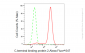 KD-Validated Anti-C-terminal binding protein 2 Rabbit Monoclonal Antibody