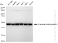 KD-Validated Anti-C-terminal binding protein 2 Rabbit Monoclonal Antibody