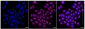 KD-Validated Anti-Cytoplasmic FMR1 interacting protein 1 Rabbit Monoclonal Antibody