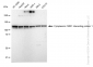 KD-Validated Anti-Cytoplasmic FMR1 interacting protein 1 Rabbit Monoclonal Antibody