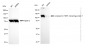KD-Validated Anti-Cytoplasmic FMR1 interacting protein 1 Rabbit Monoclonal Antibody