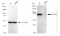 KD-Validated Anti-DCP1A Rabbit Monoclonal Antibody