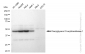 KD-Validated Anti-Diacylglycerol O-acyltransferase 1 Rabbit Monoclonal Antibody