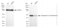 KD-Validated Anti-Diacylglycerol O-acyltransferase 1 Rabbit Monoclonal Antibody