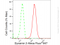 KD-Validated Anti-Dynamin 2 Rabbit Monoclonal Antibody