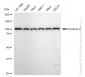 KD-Validated Anti-Dynamin 2 Rabbit Monoclonal Antibody