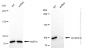 KD-Validated Anti-Dynamin 2 Rabbit Monoclonal Antibody