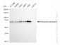 KD-Validated Anti-Dipeptidyl peptidase 3 Rabbit Monoclonal Antibody