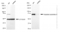 KD-Validated Anti-Dipeptidyl peptidase 3 Rabbit Monoclonal Antibody