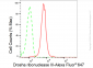 KD-Validated Anti-Drosha ribonuclease III Rabbit Monoclonal Antibody